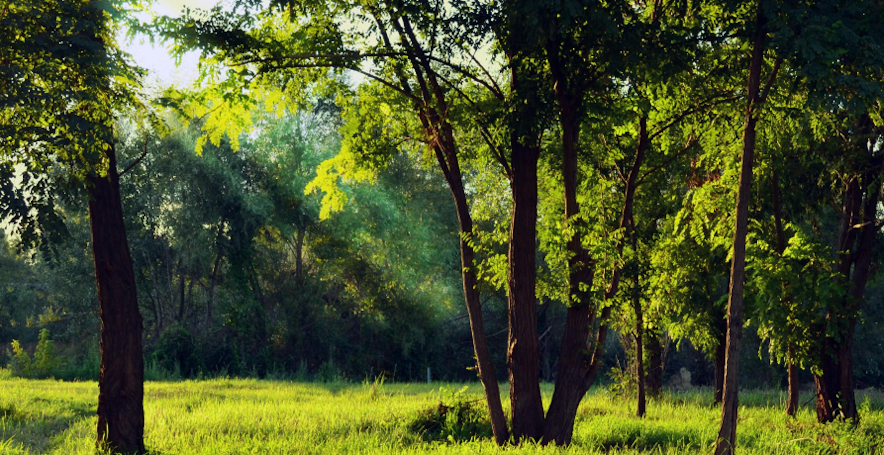 meadow surrounded by trees