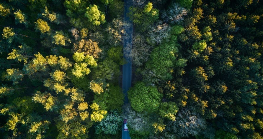 une route au milieu d'une forêt