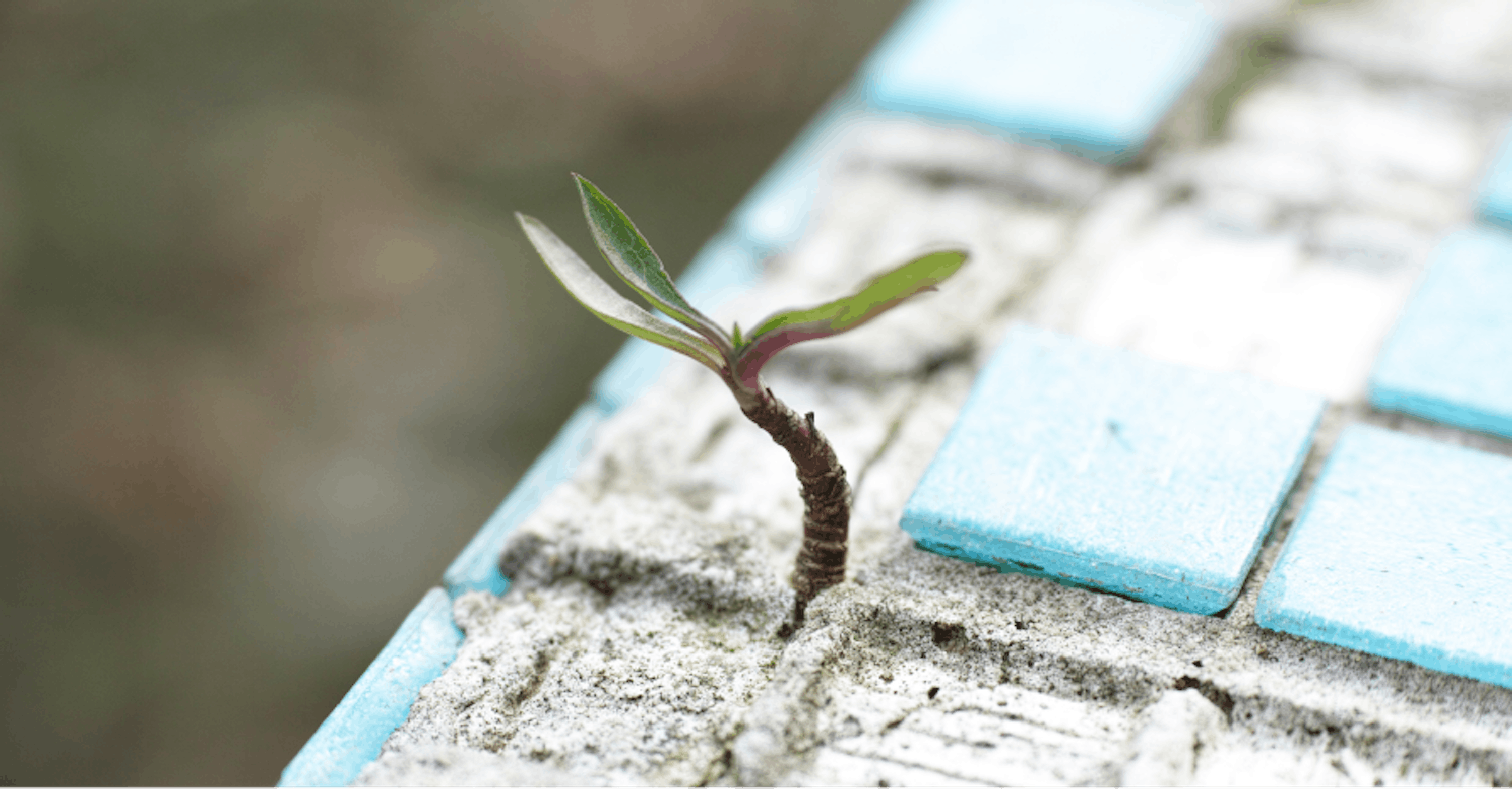 seedling in concrete