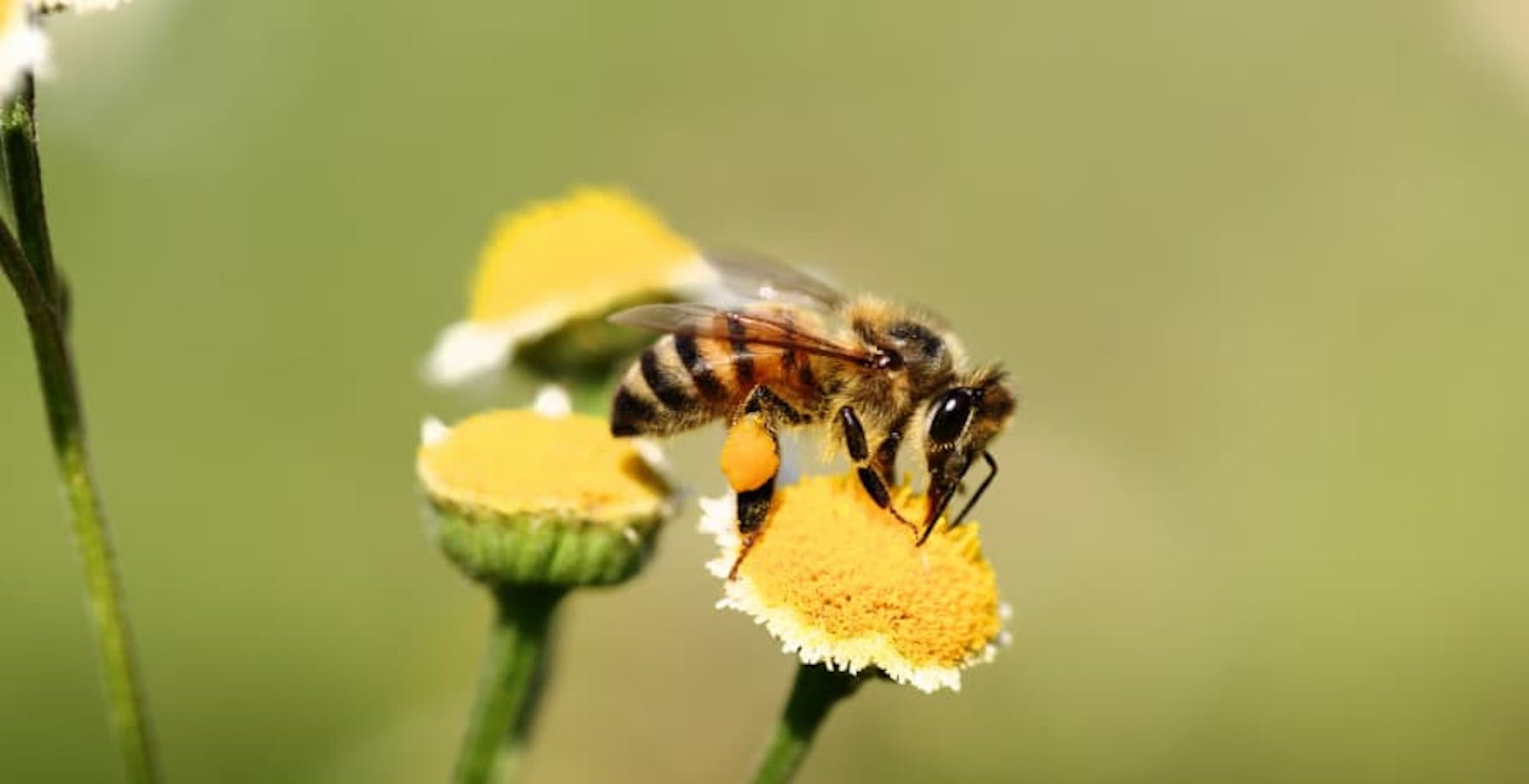 bee pollinating a flower