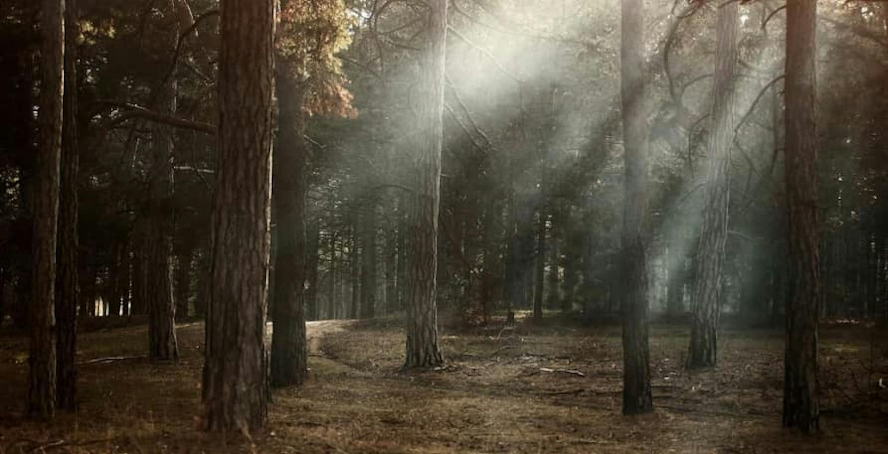 Forest with green trees and sunlight 