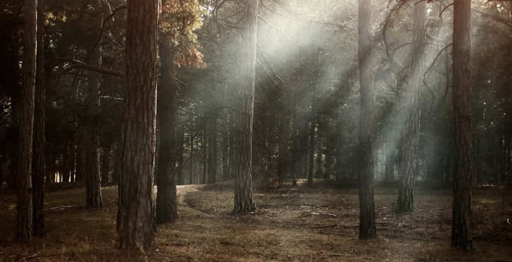 Forest with green trees and sunlight
