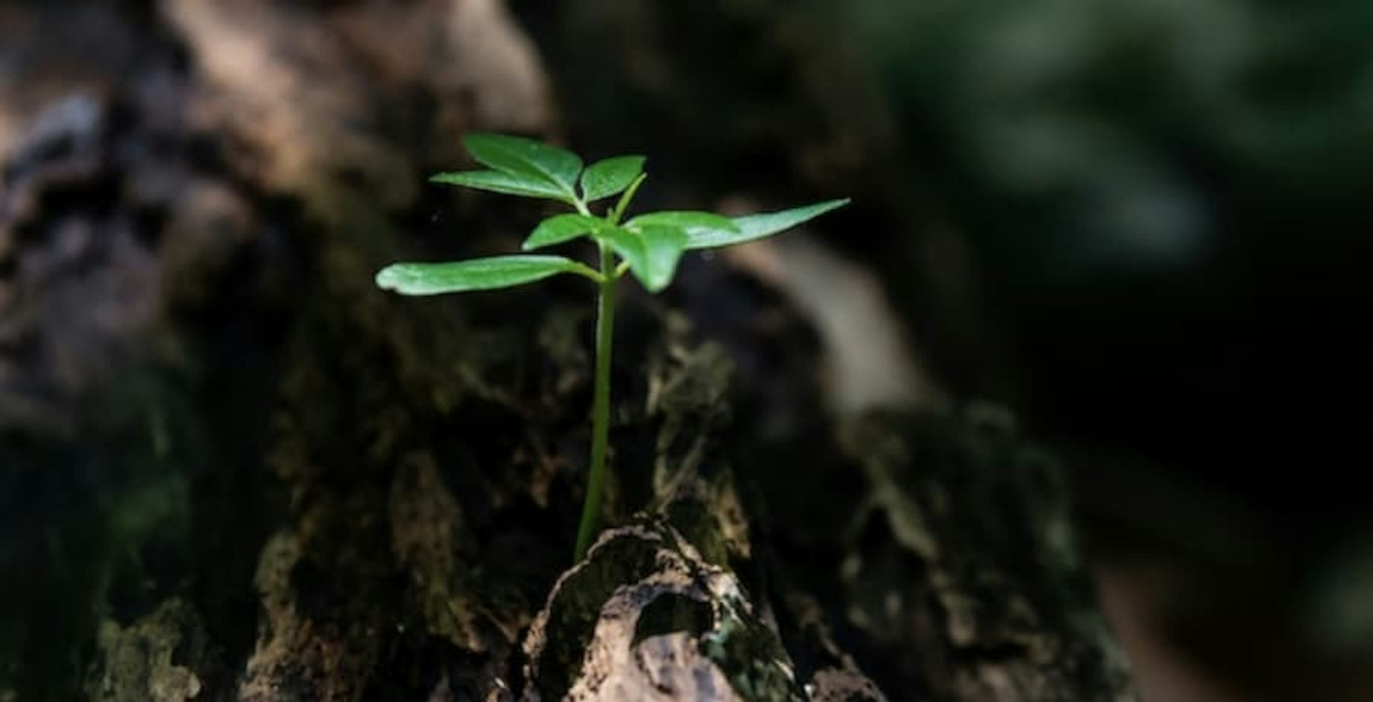 seedling plant