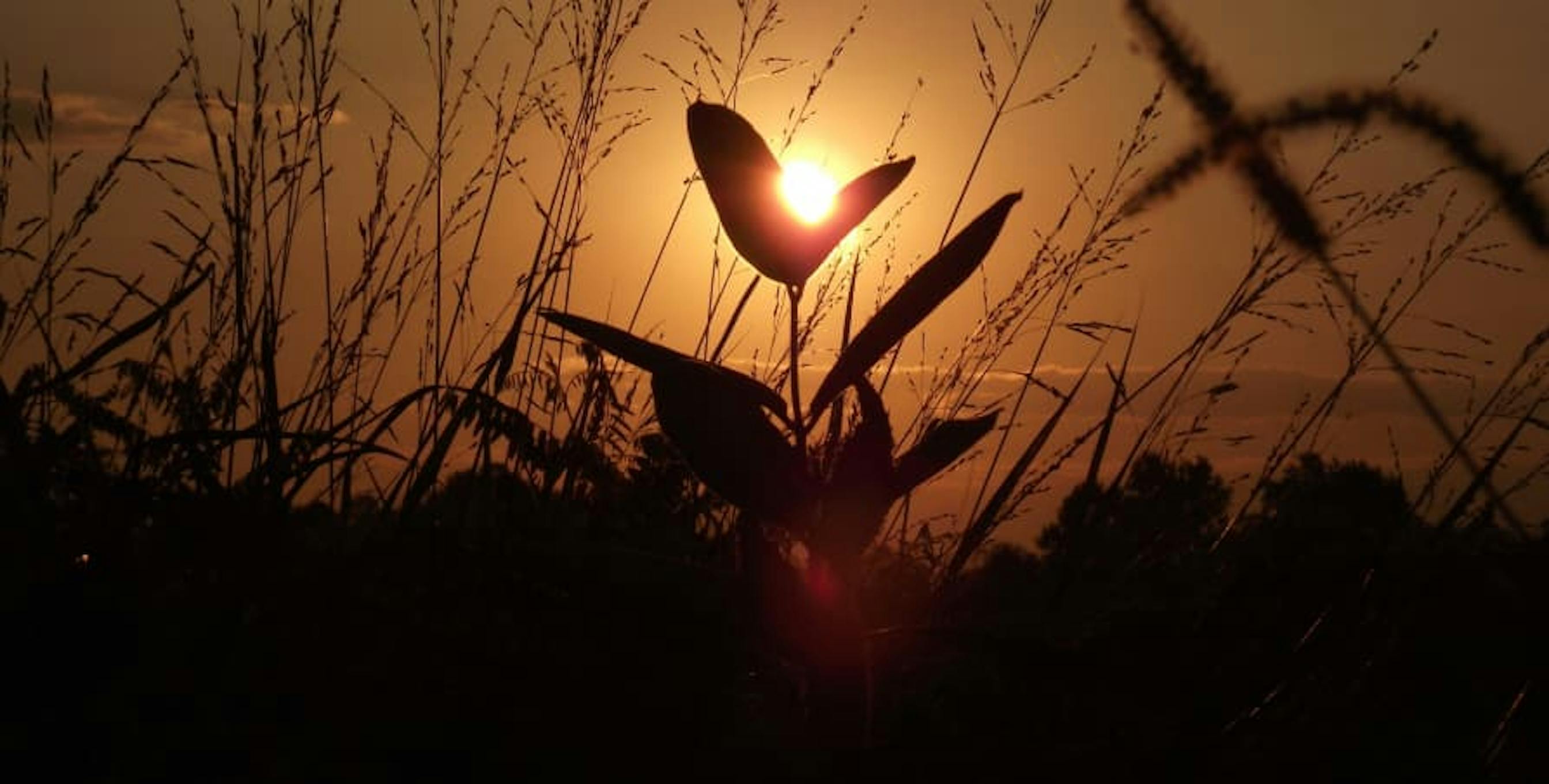 sunset peaking through dried plants and flower muted orange