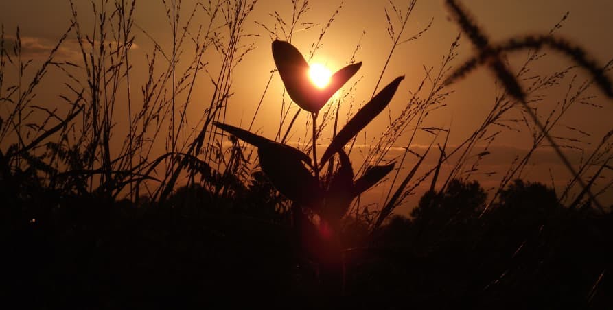 sunset peaking through dried plants and flower muted orange