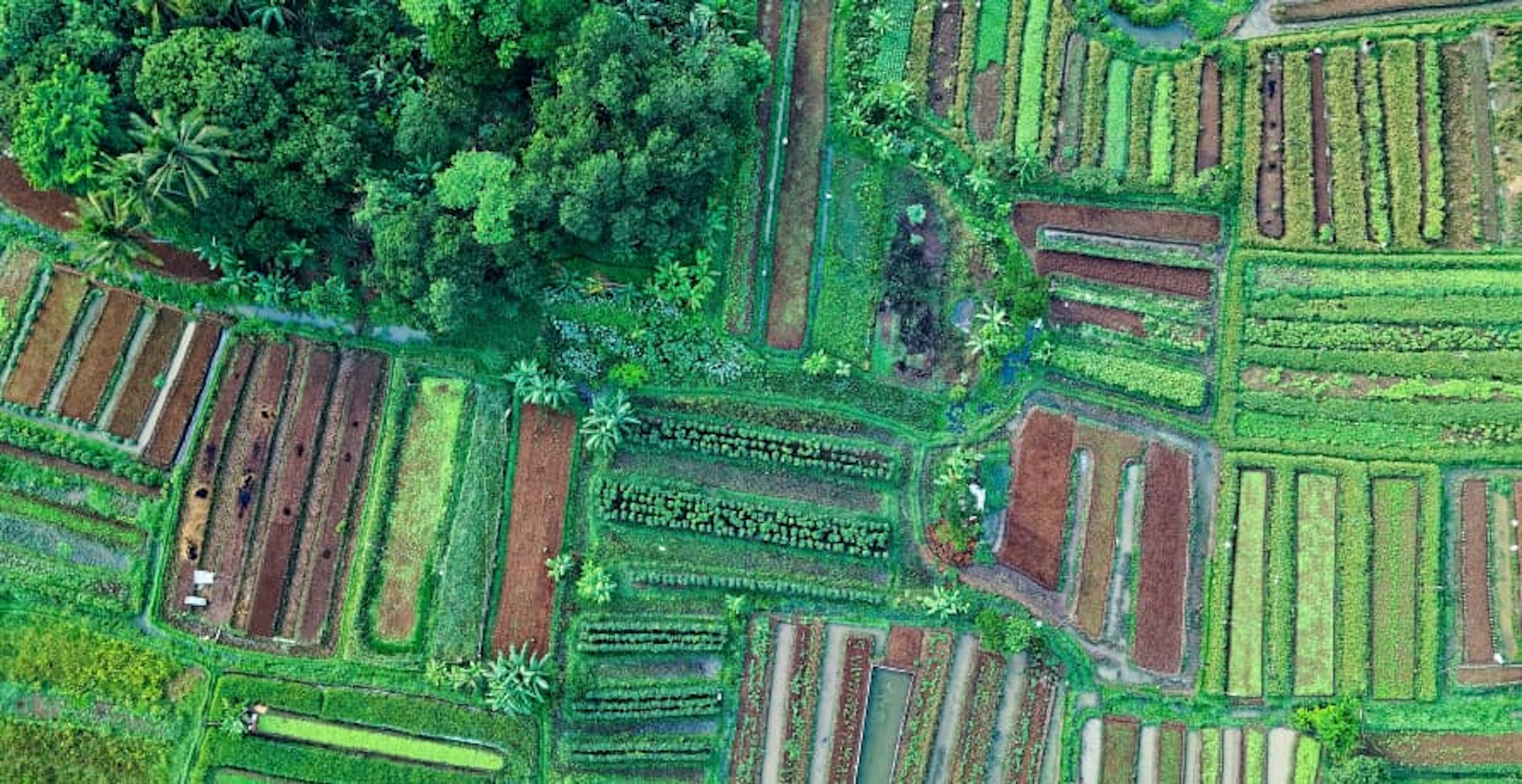 arial shot of agricultural land