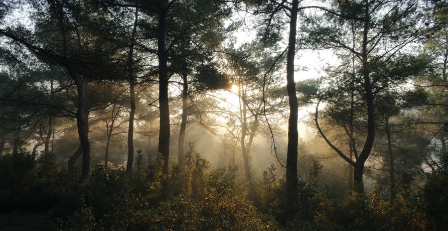 Sunlight coming through forest trees