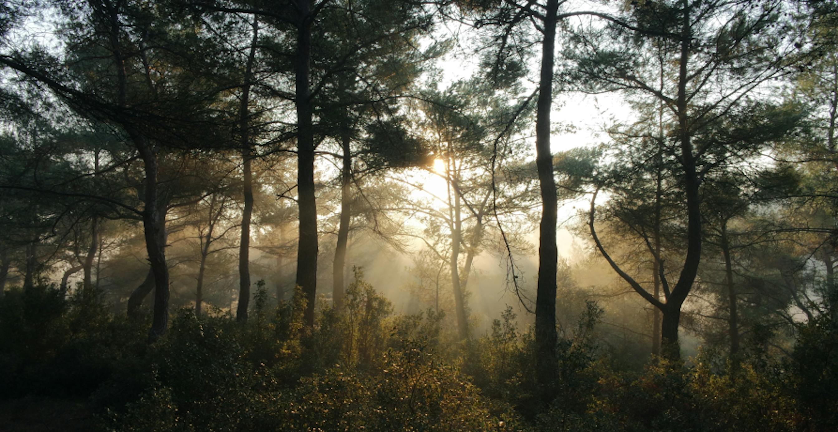 Sunlight coming through forest trees