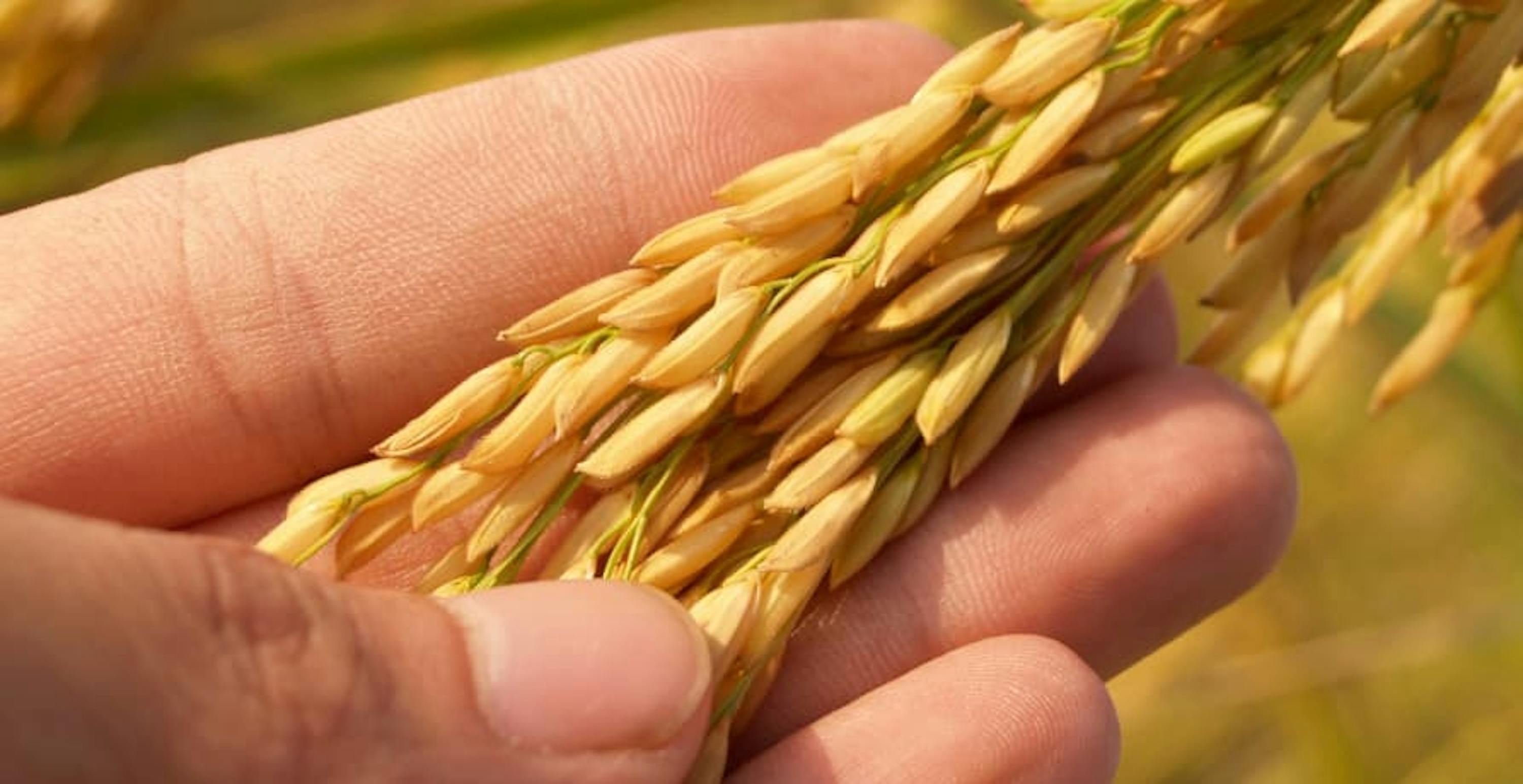 person holding barley