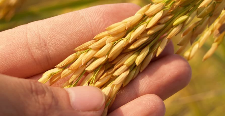 someone looking at rice crop and running it through their hands