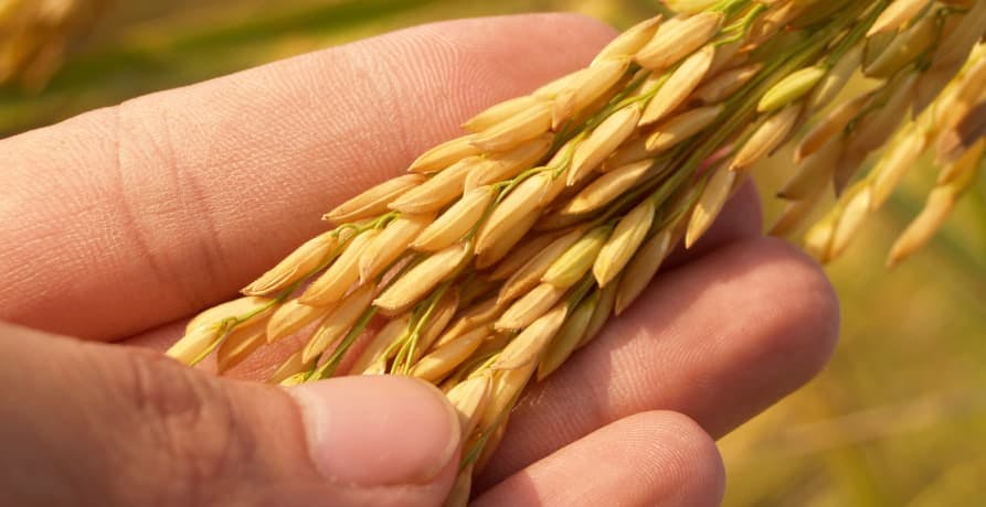 someone holding a crop in their palm