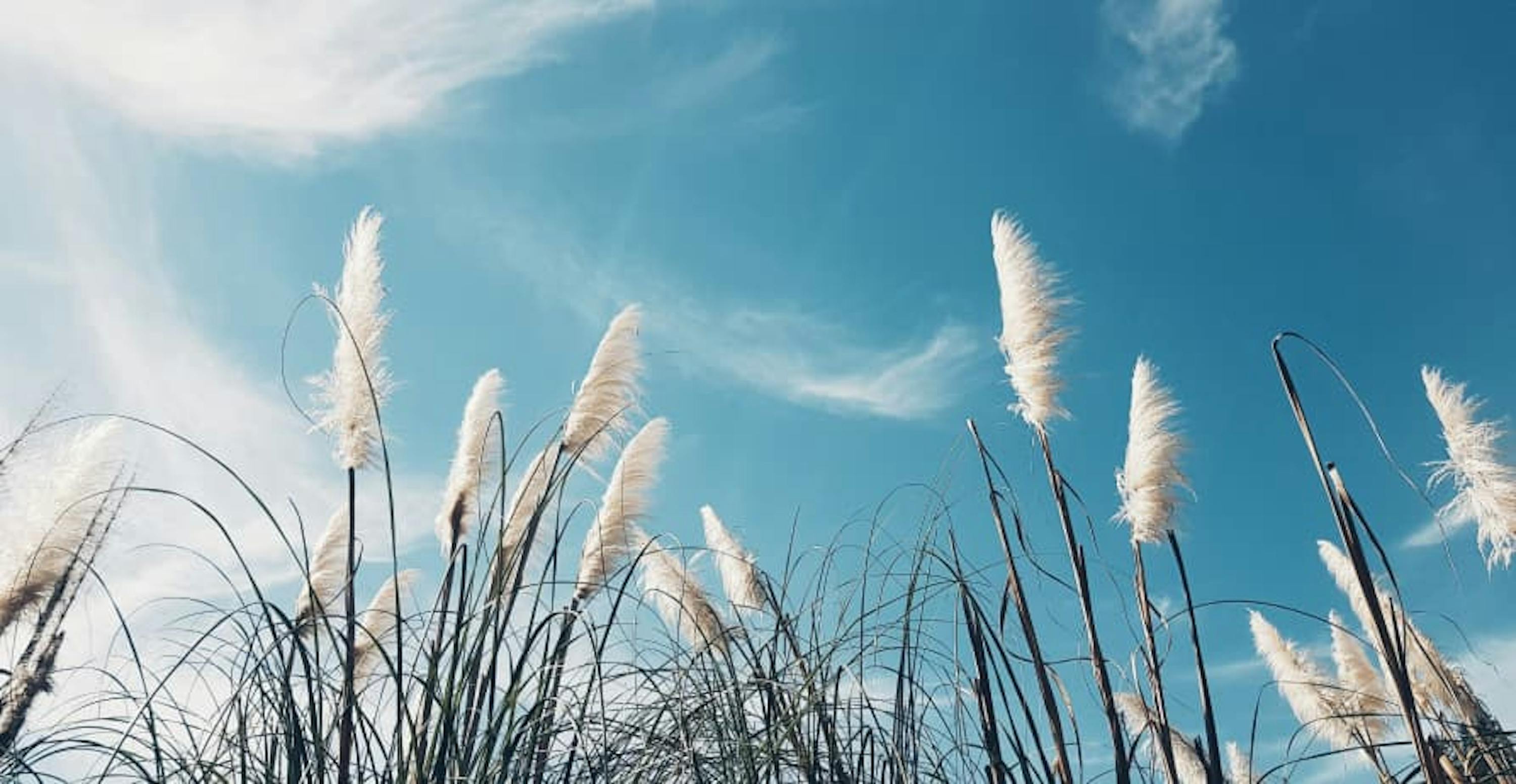 cotton plants and blue sky