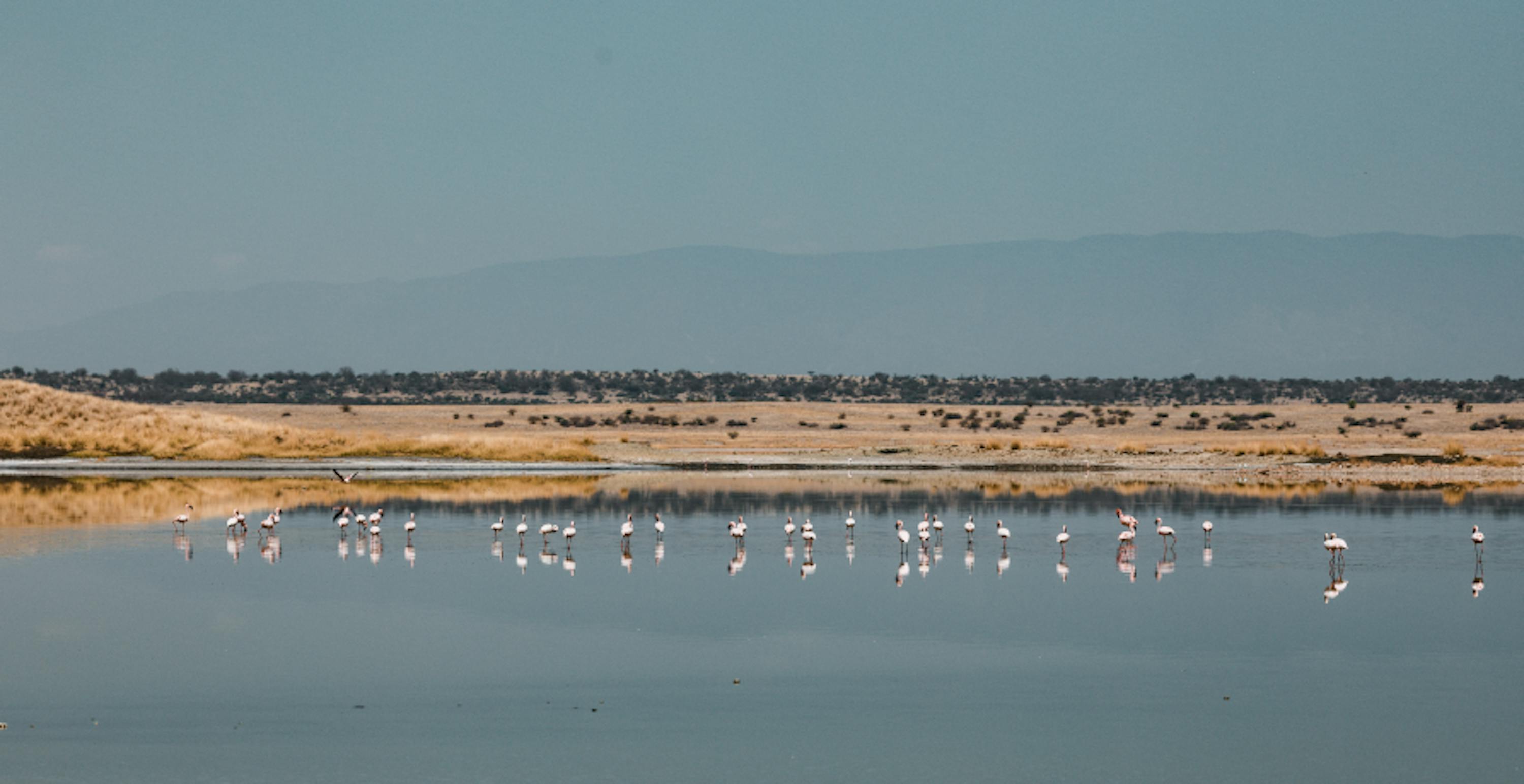 waterfront with lots of birds