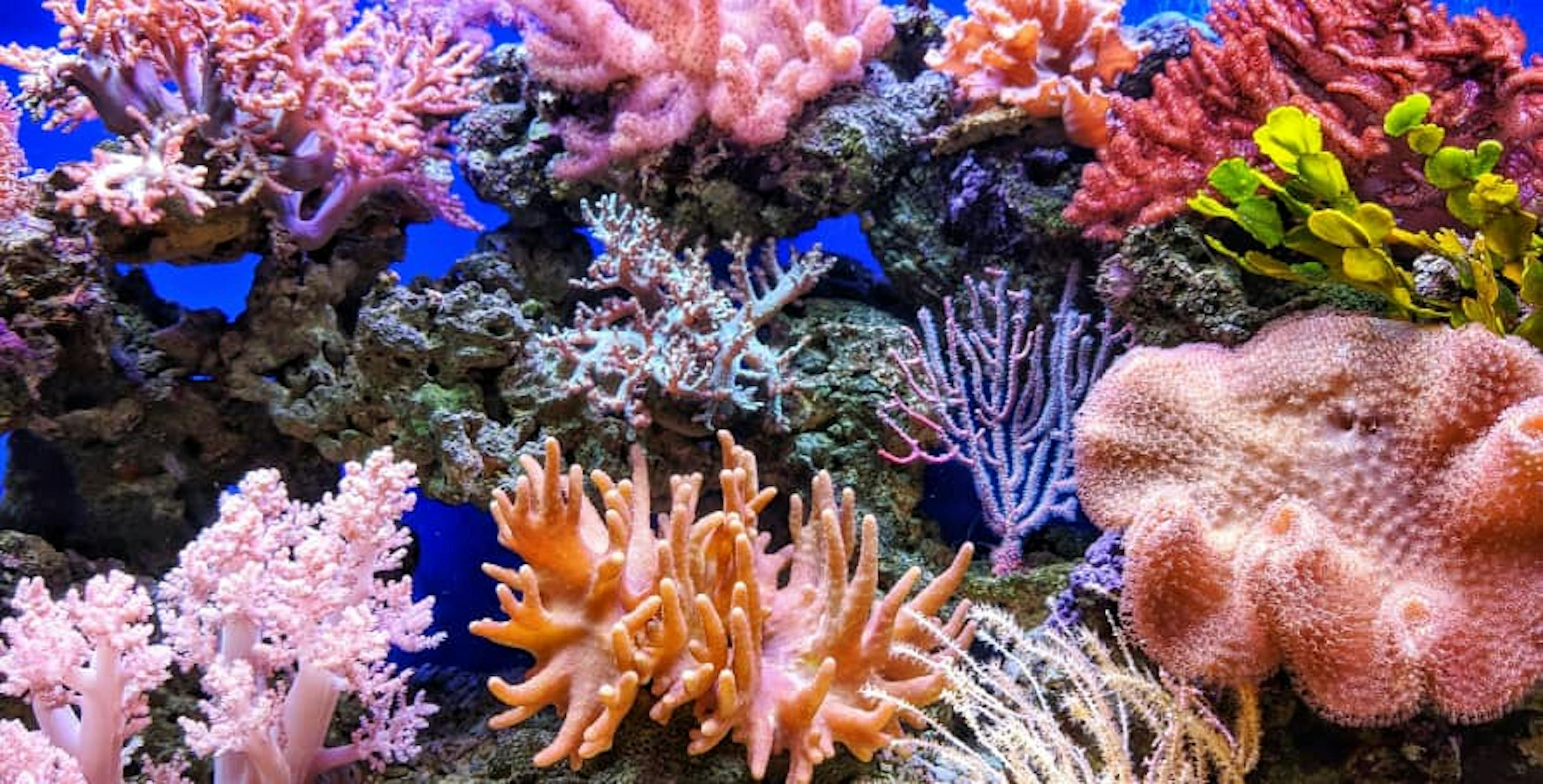 neon pink and colorful coral reefs