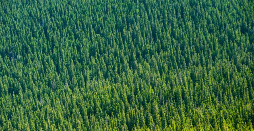 arial shot of large forest