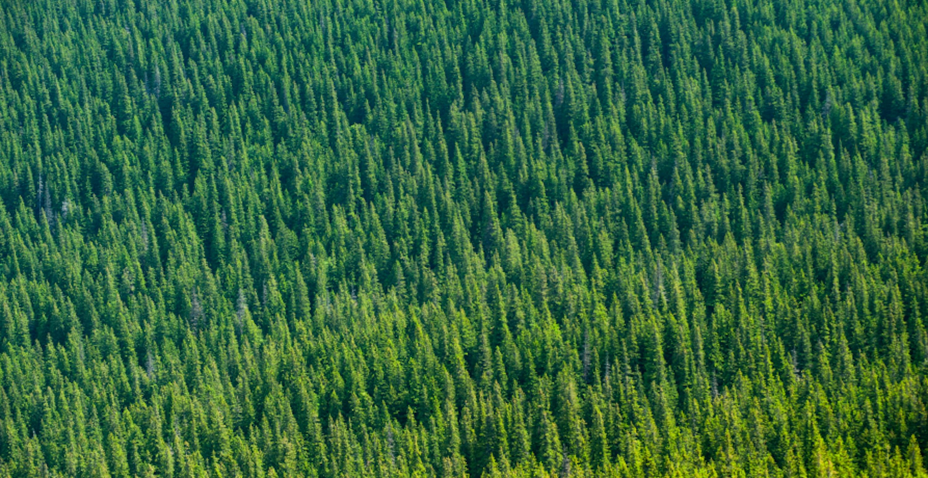 arial shot of large forest