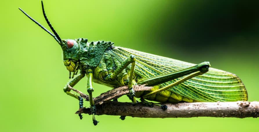 green bug on stick