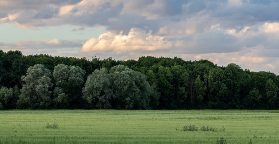 Paysage forêt