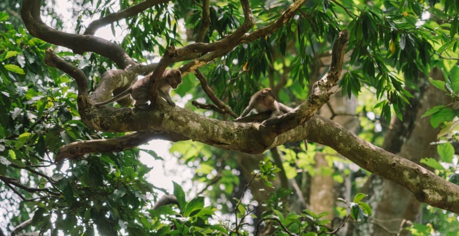 monkeys playing in the rainforest tree canopy