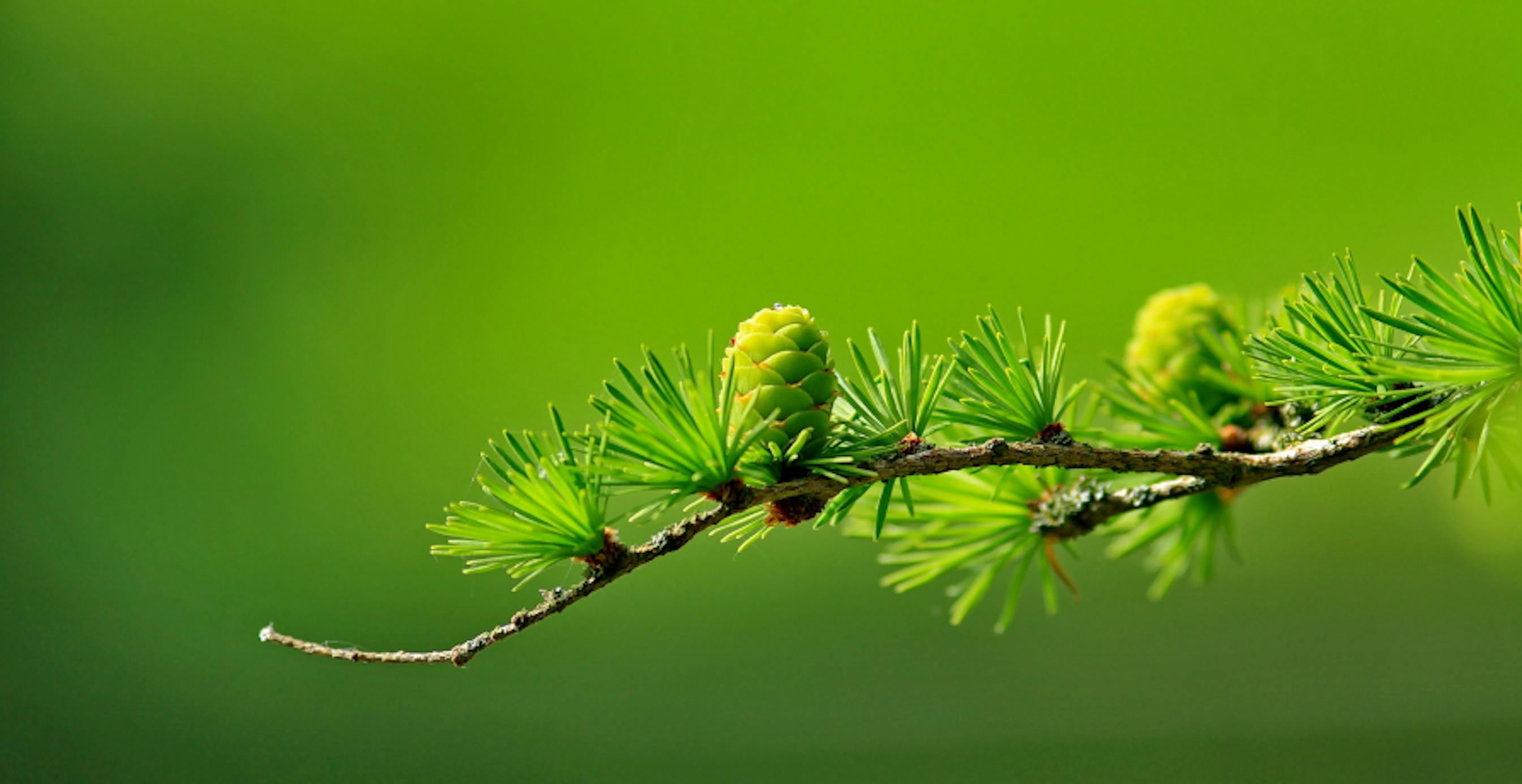 green plant with green background