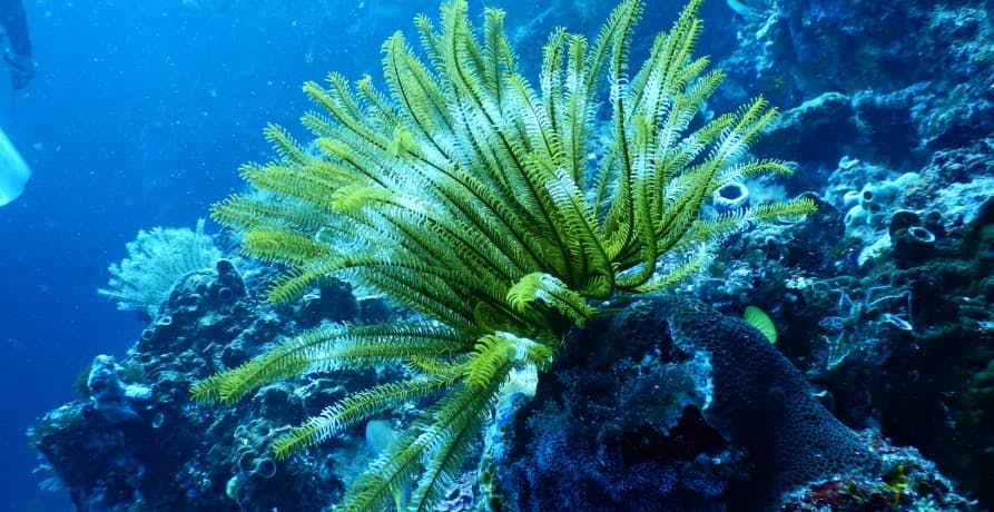 underwater coral reef and vegetation