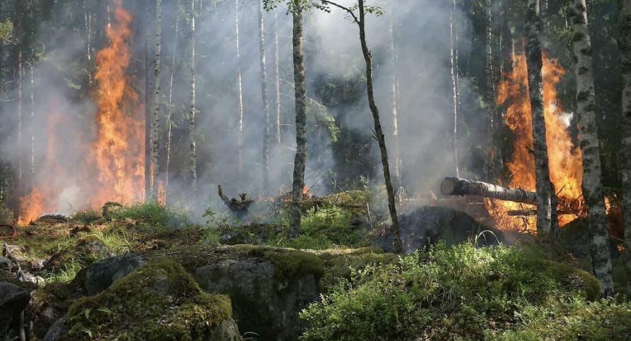 green forest in wildfire