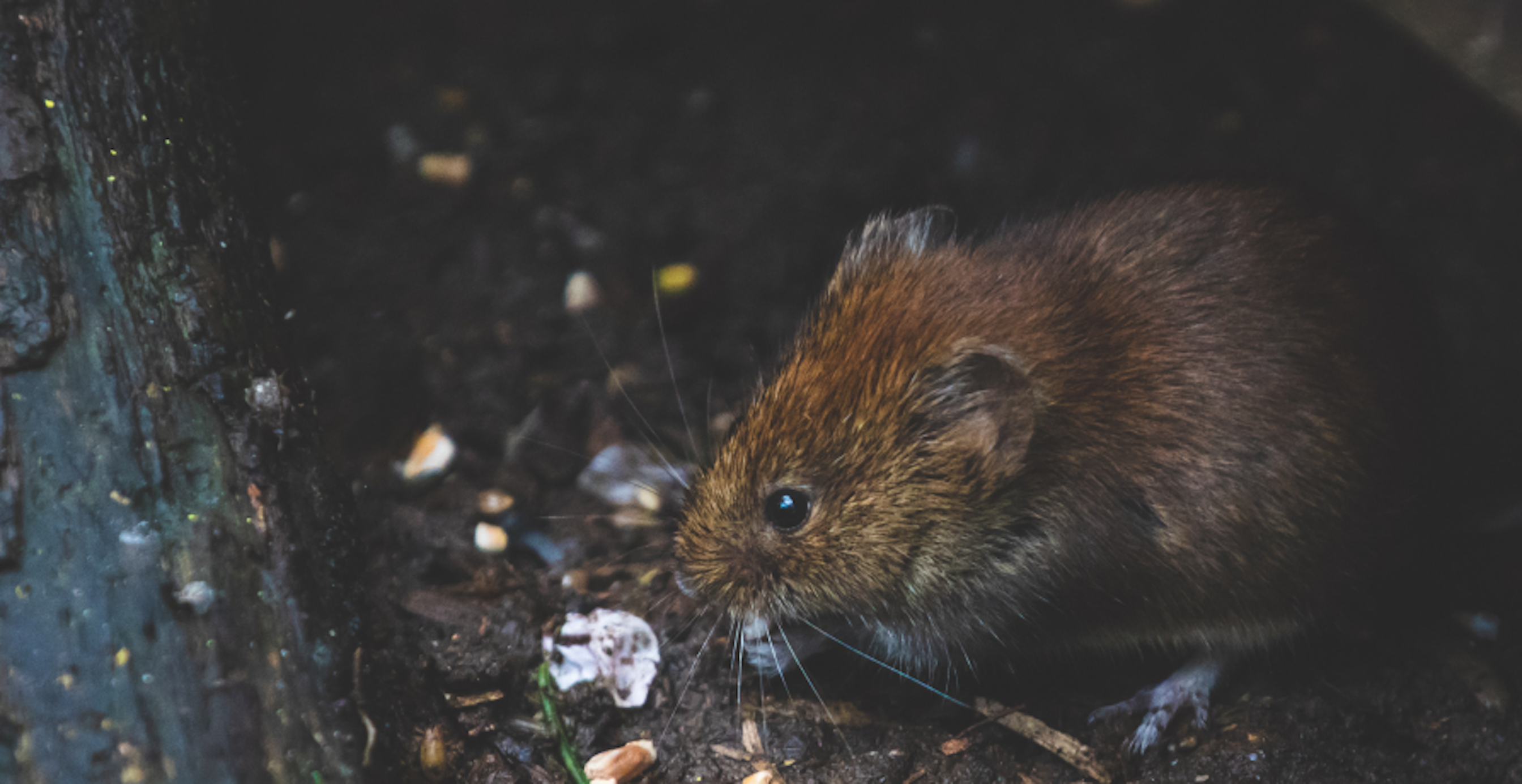 rat