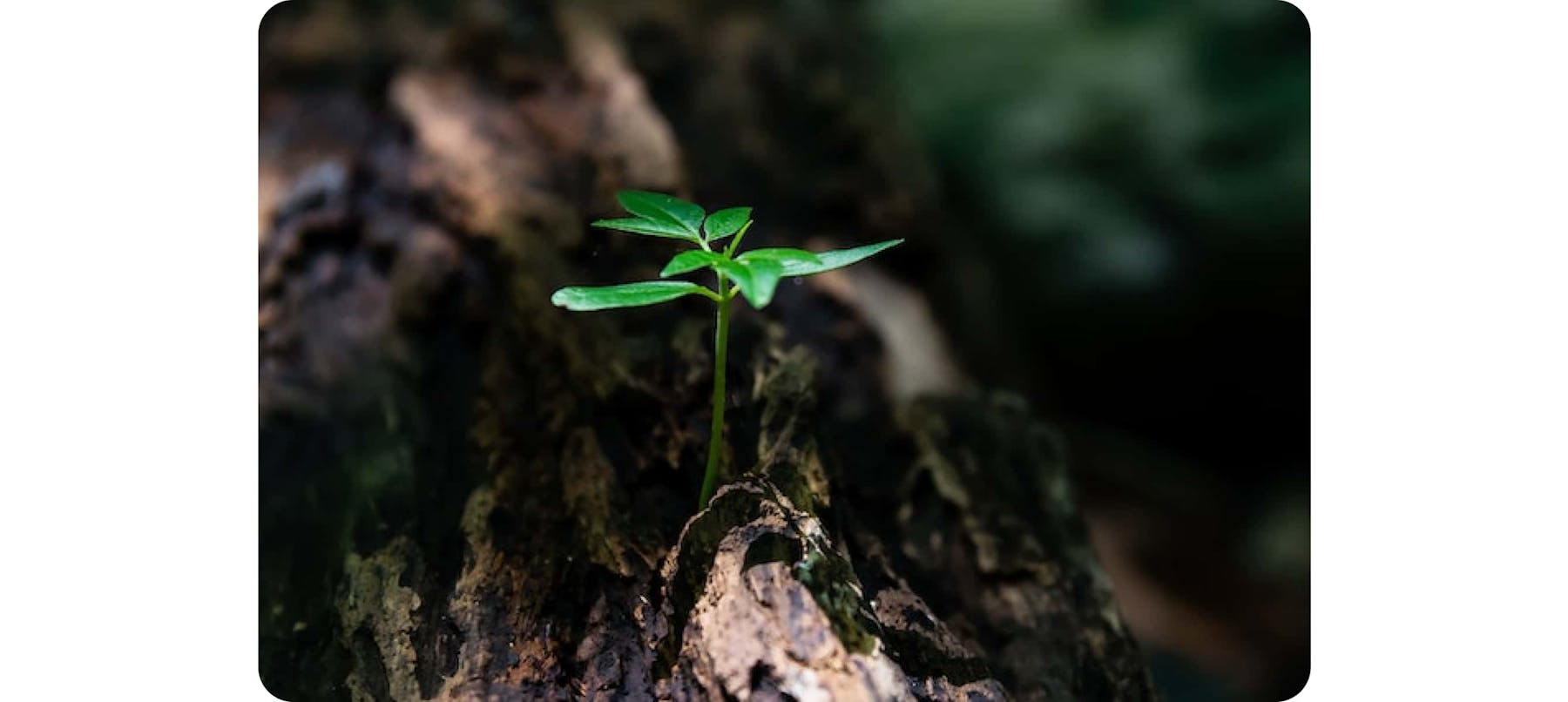 Green plant seedling on tree trunk