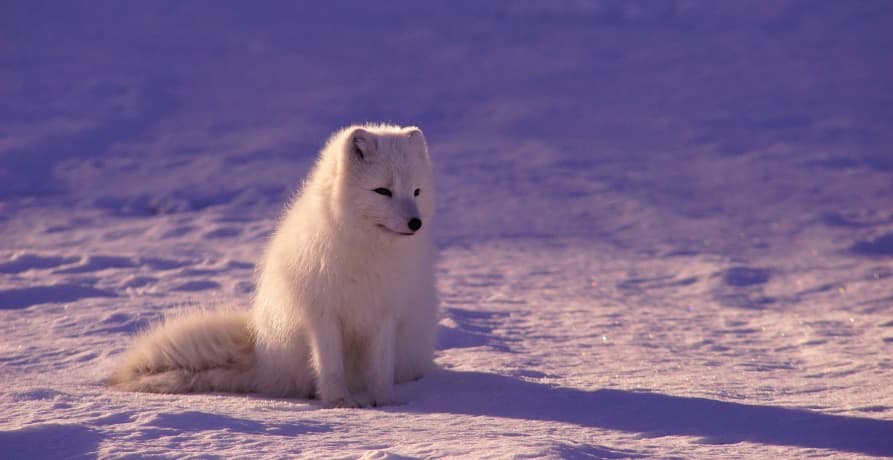 white wolf in sunlight