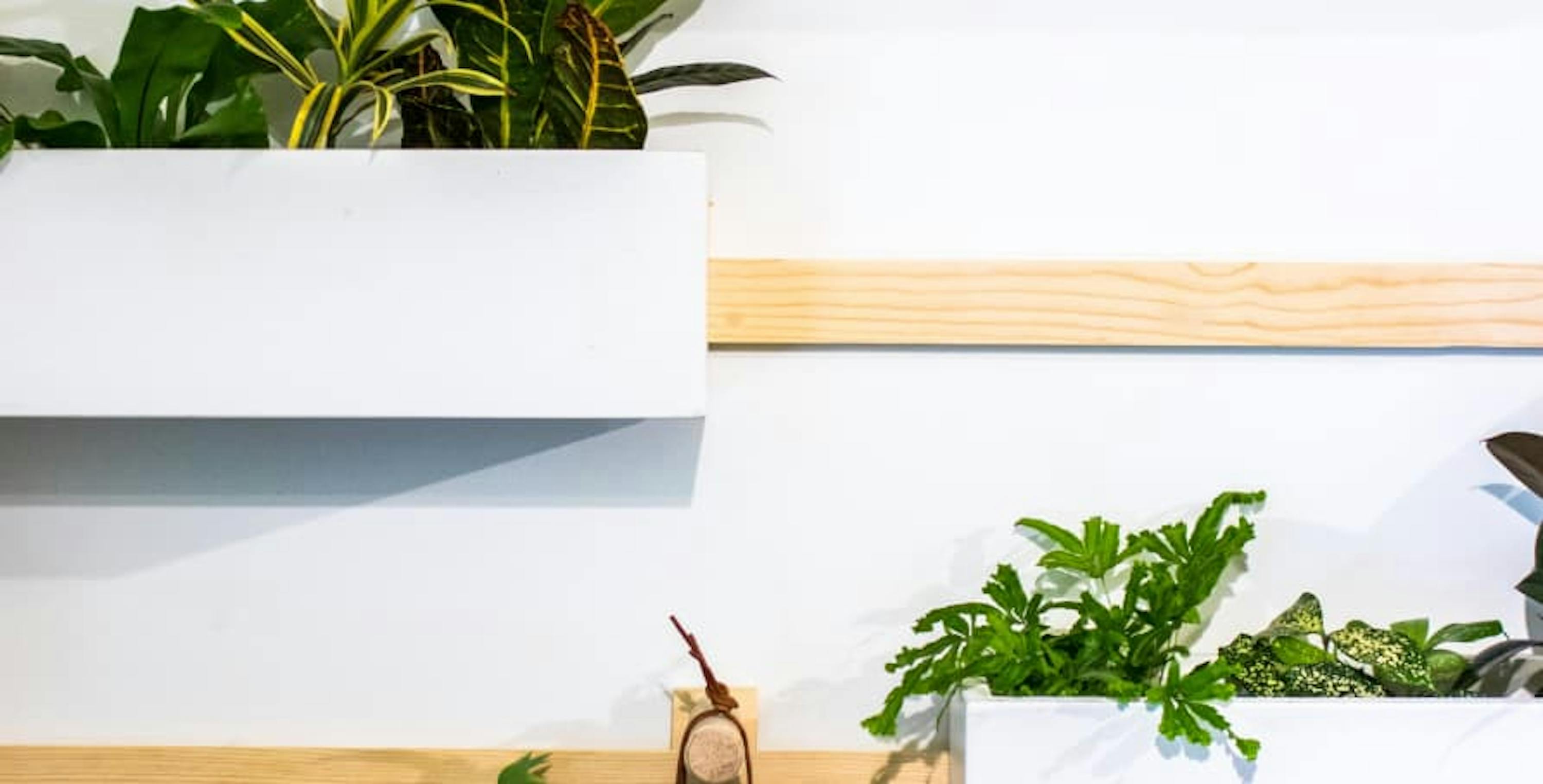 plants on wooden shelves 