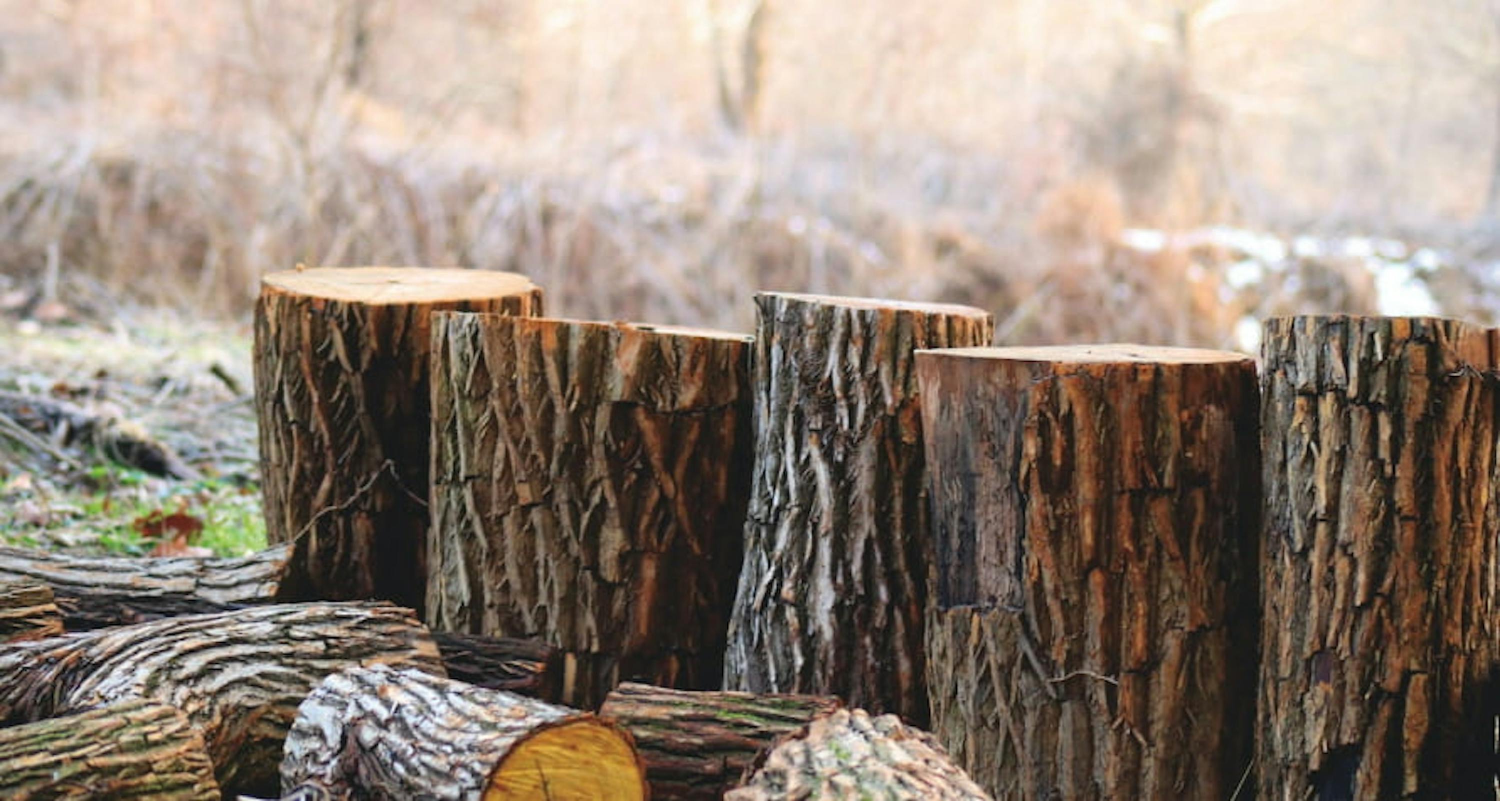 troncs d'arbres coupés