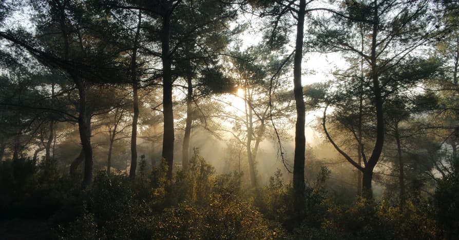 sunlight peeking through trees