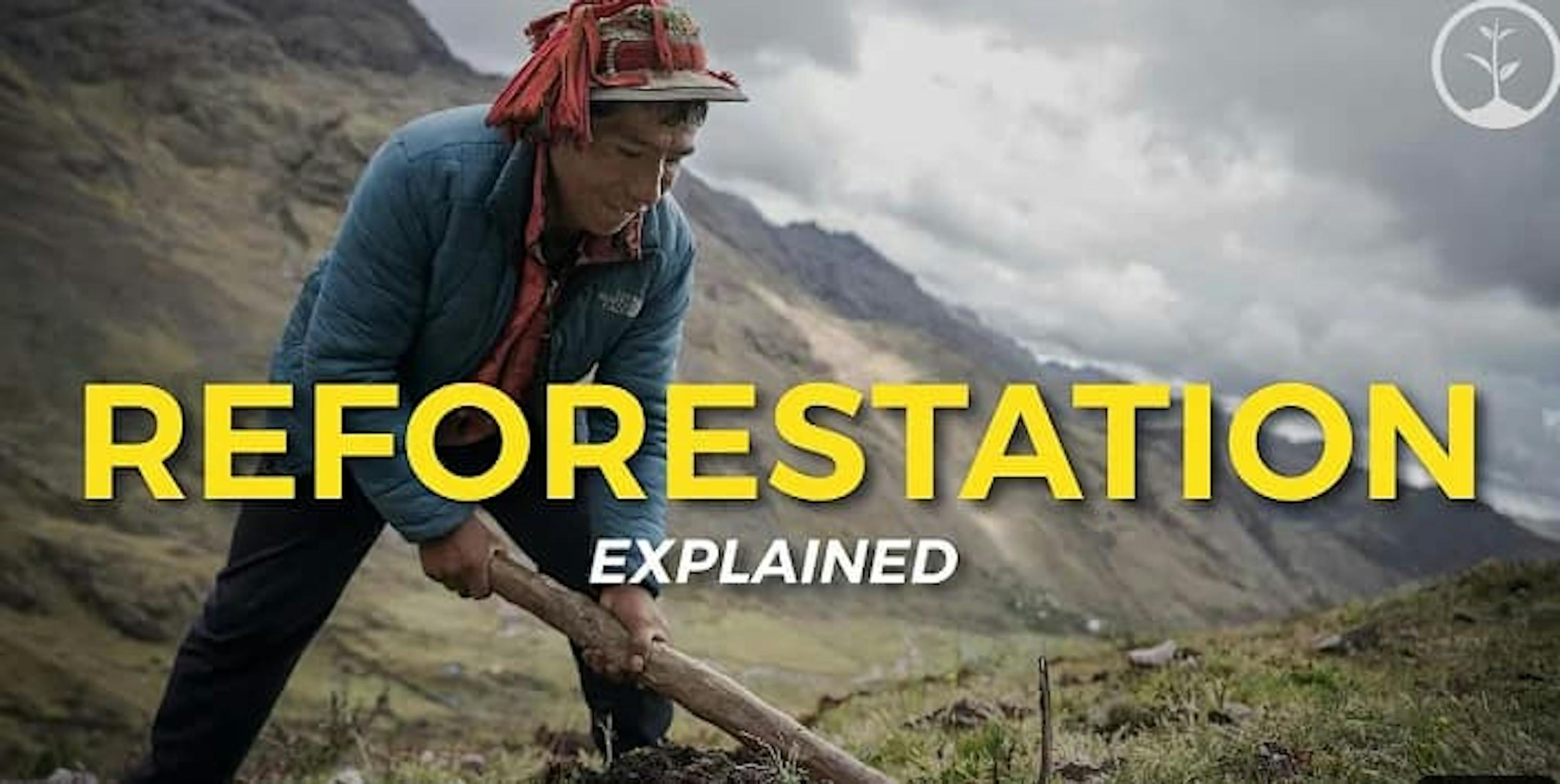 reforestation explained thumbnail