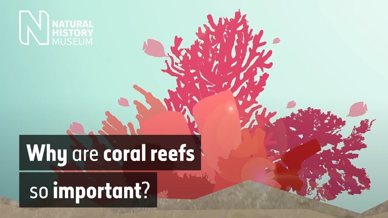 cartoon image of coral reefs