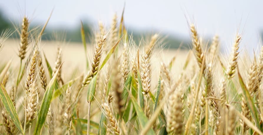 field of wheat