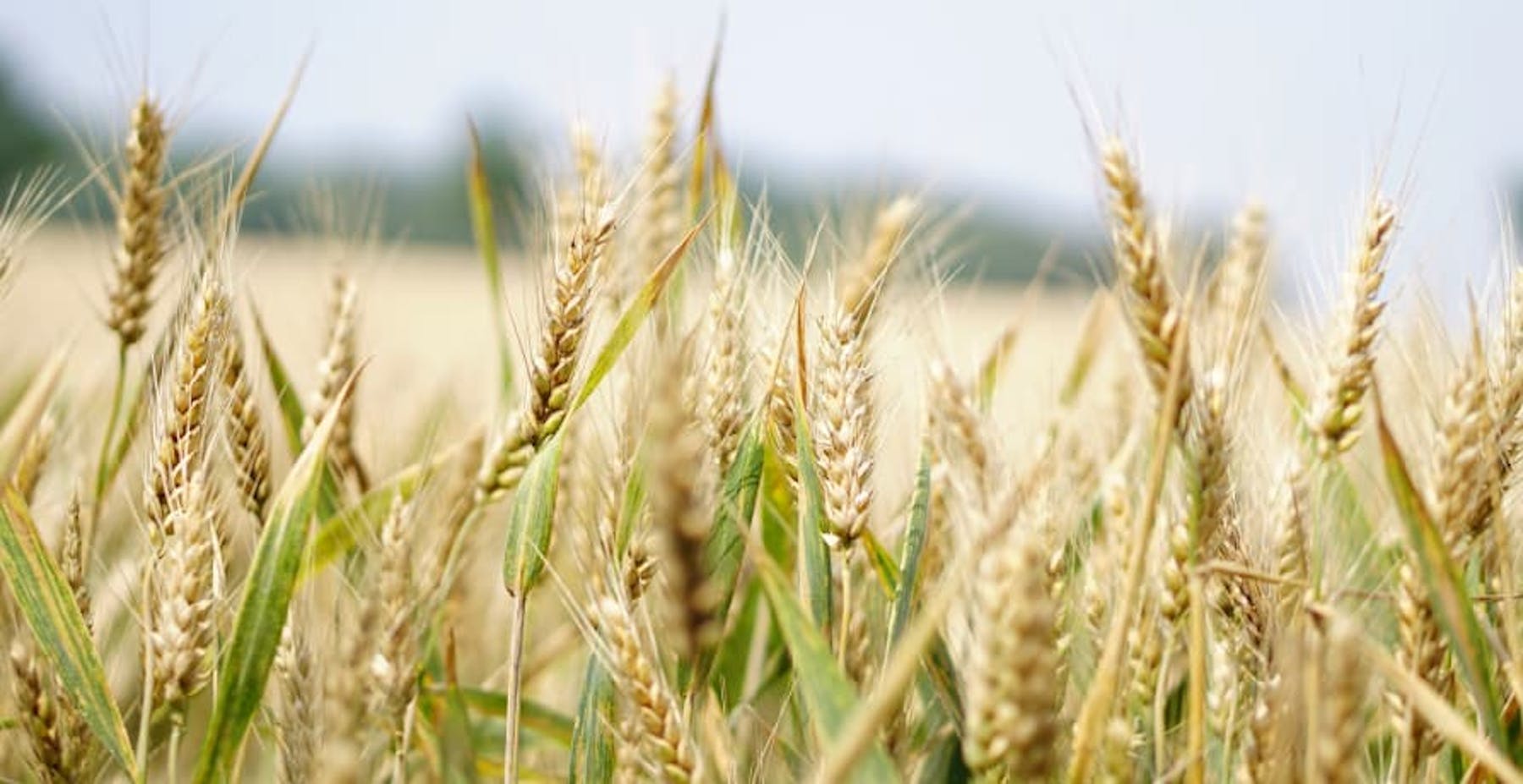 field of wheat crop