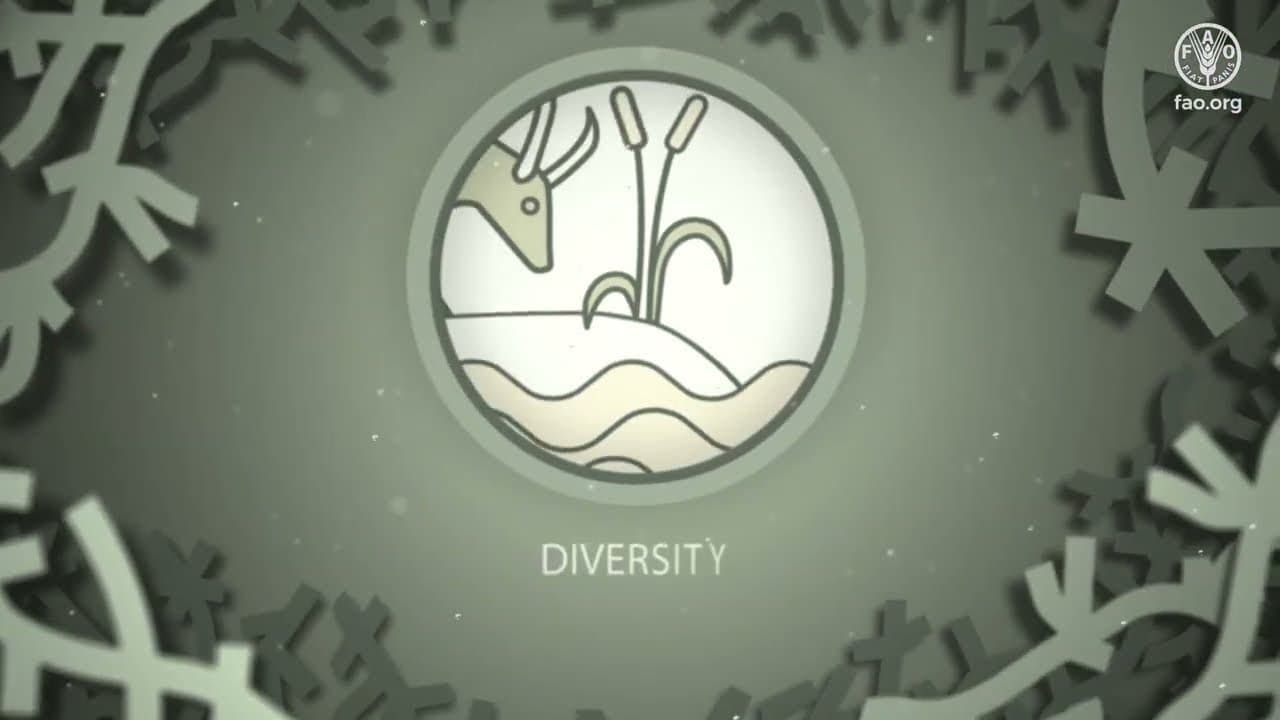 diversity 