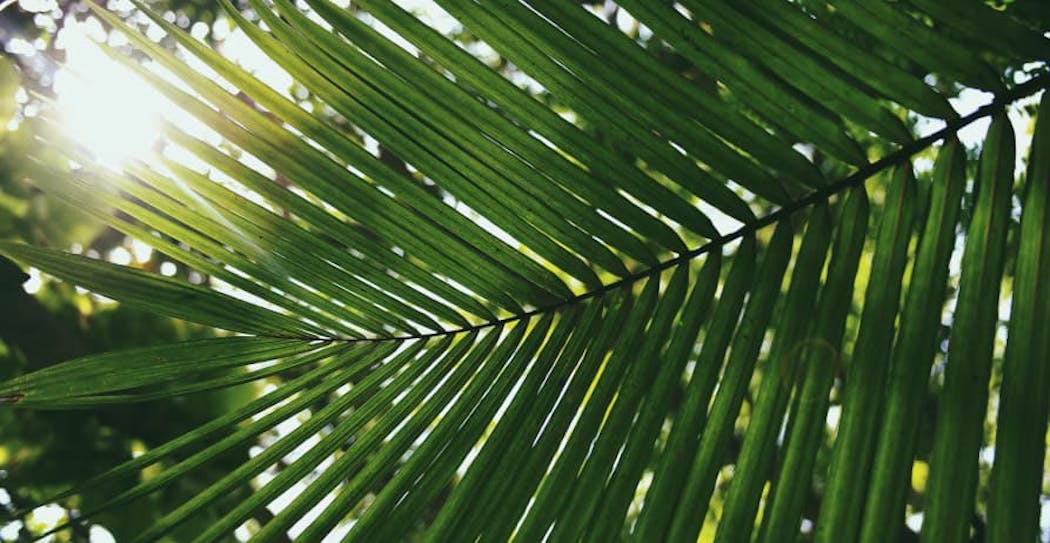 green leaf under sunshine