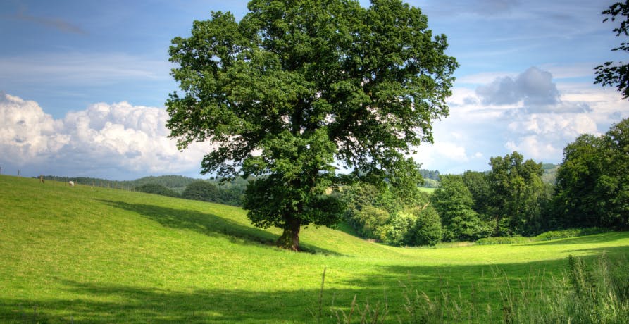 big tree and blue sky