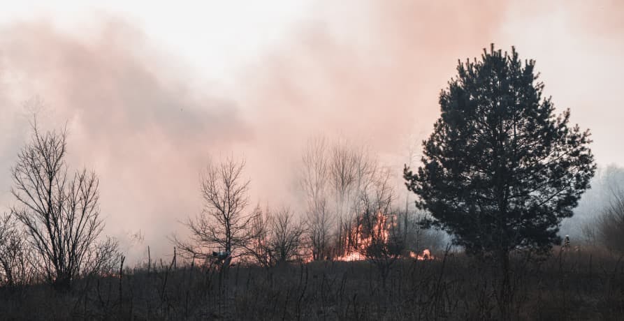 forest fire and smoke in air