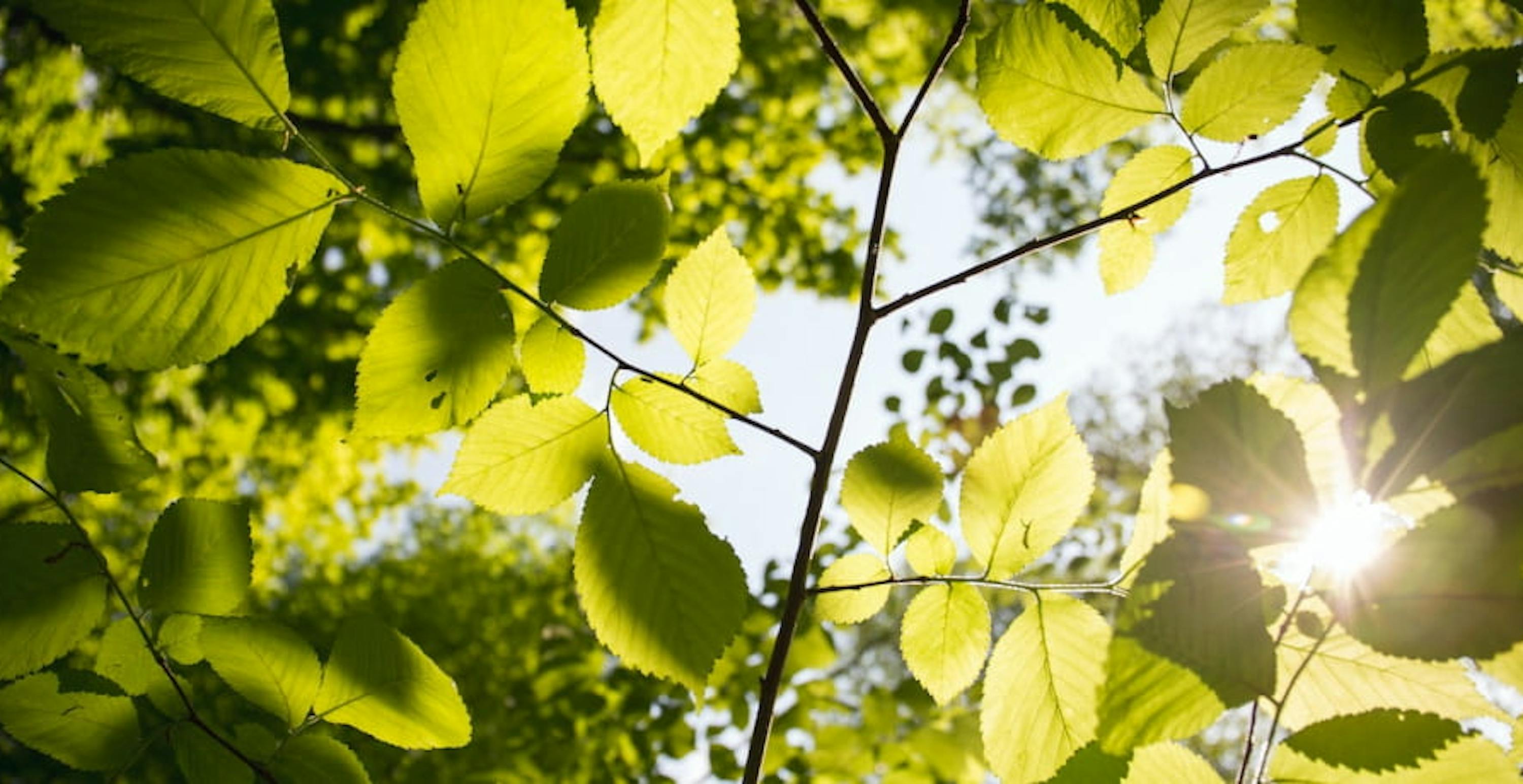 sunlight and leafs