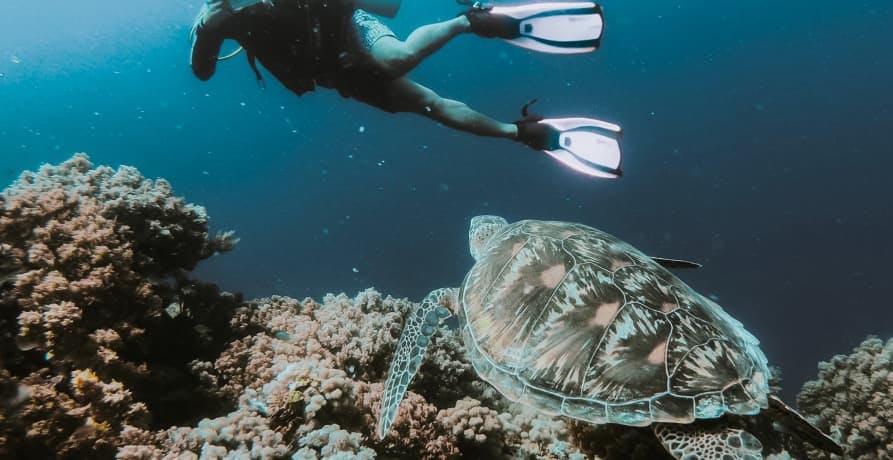 man diving with turtle next to bleached coral