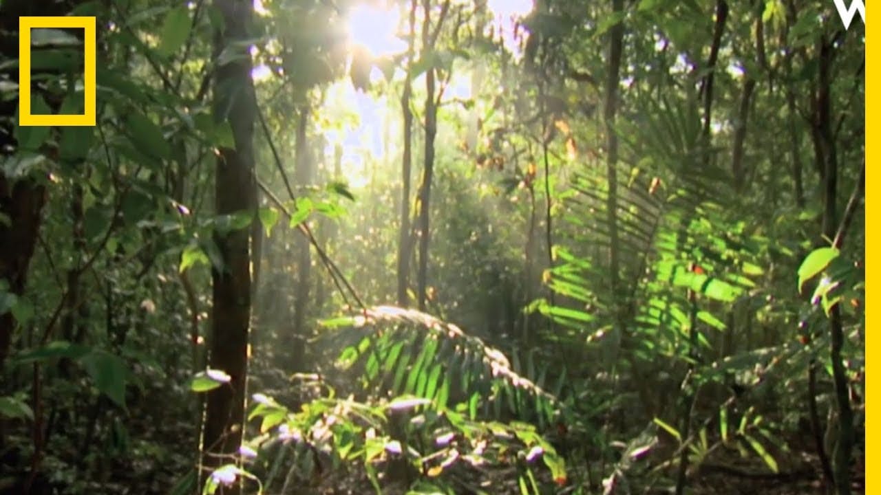 Est-ce que l'utilisation du bambou cause de la déforestation ?