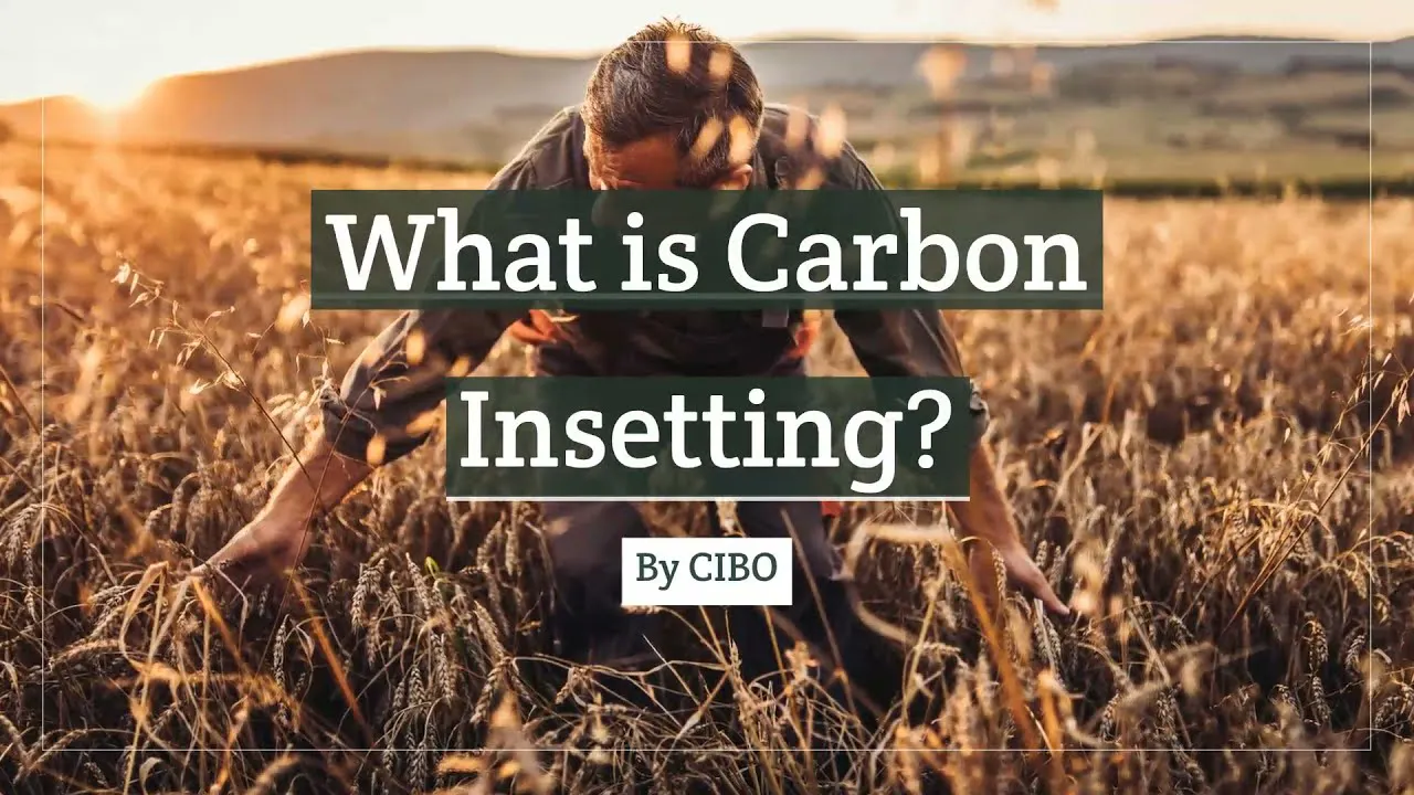 Insetting vs Offsetting : All you Need to Know