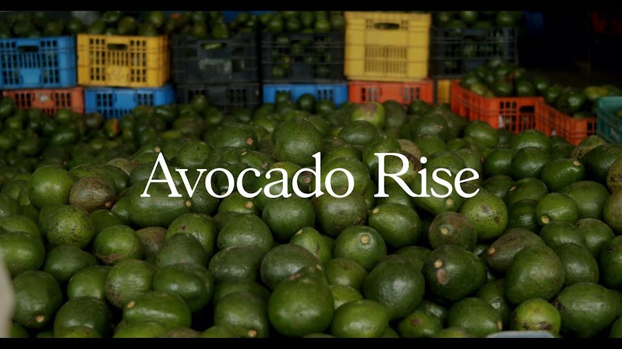 What is the Avocado's Environmental Impact?