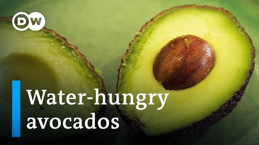 What is the Avocado's Environmental Impact?