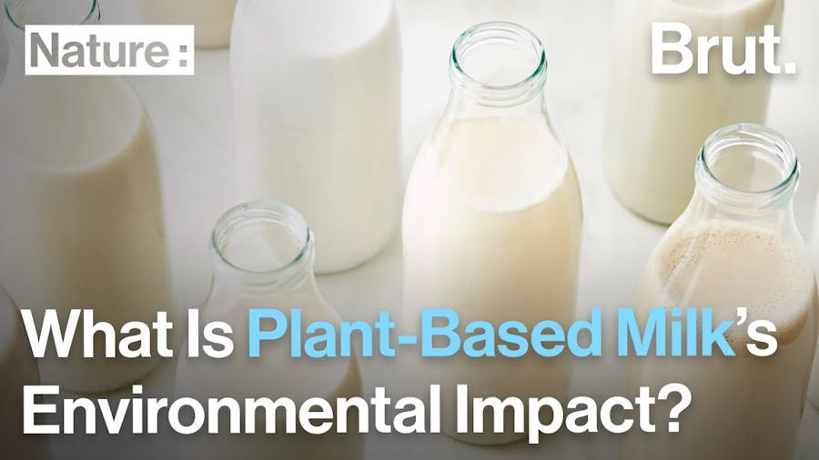 Is Almond Milk Bad for the Environment?