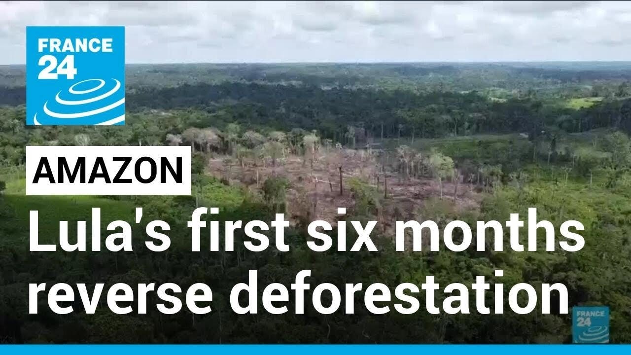 Brazil  deforestation drops in Lula's first month in office