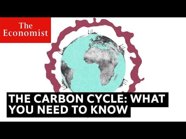 Easy Eco Tips - What is a carbon sink? . A carbon sink is