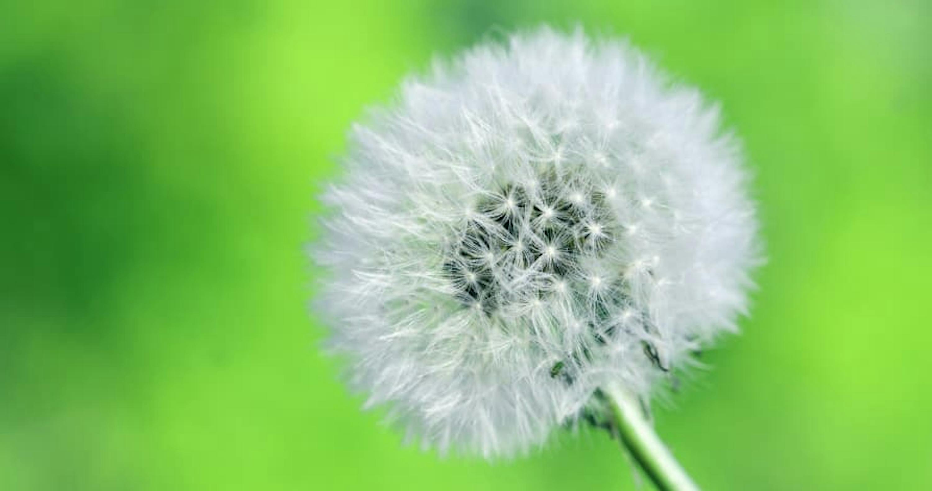 dandelion